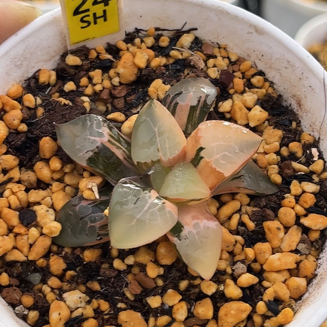 24火凤凰克锦福利