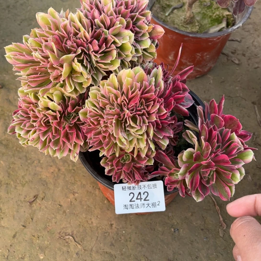 242粉女巫缀化多肉植物法师