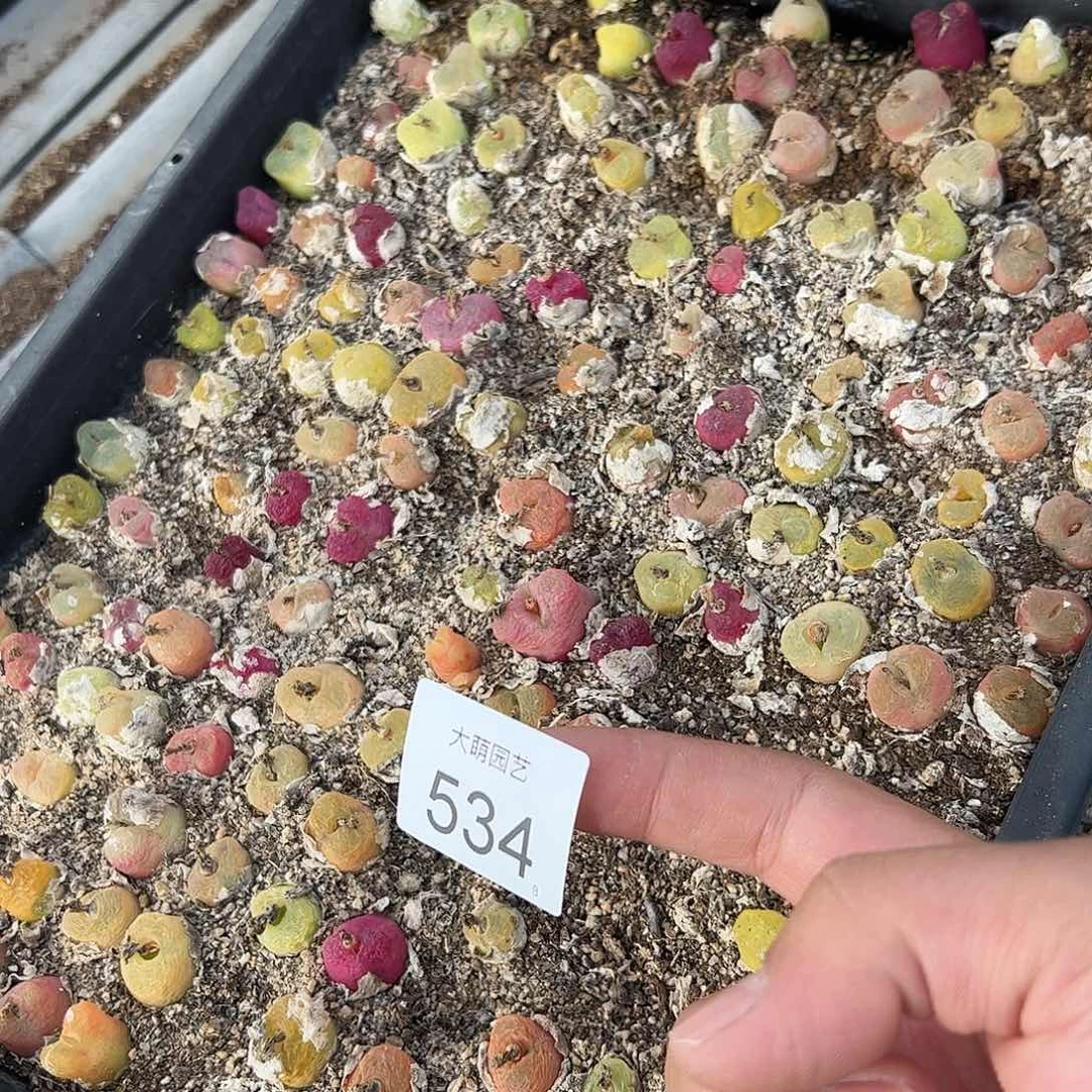 0000534 清框脱土发无售后