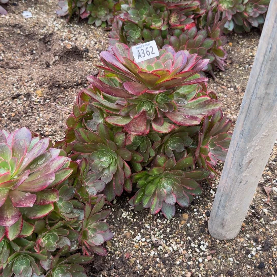 独***&362粉冠到秋天。多肉植物