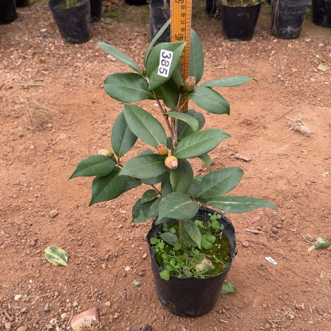 少量花朵（建议范围：2朵-5朵 或40%以下）385青叶黑贝不分花色