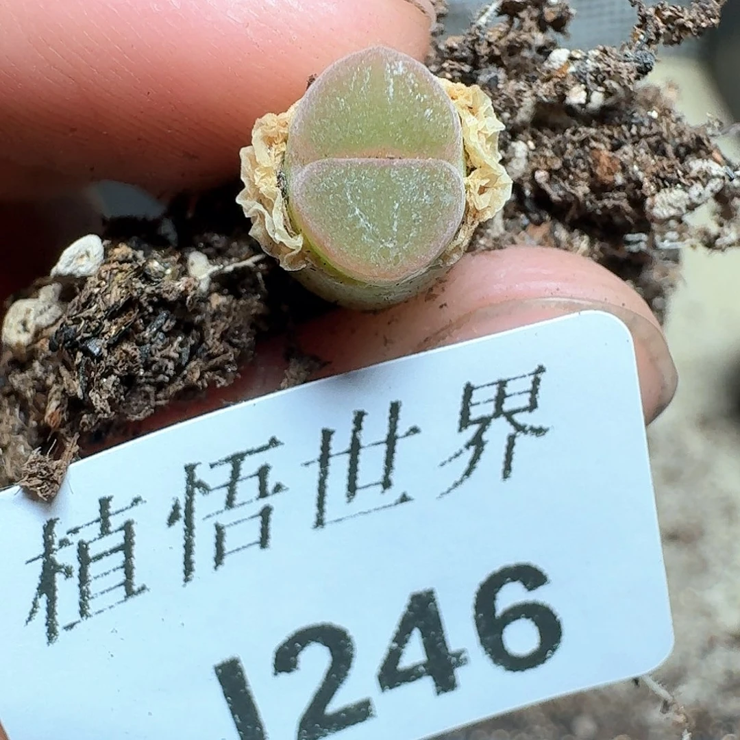 246号多肉植物哇f