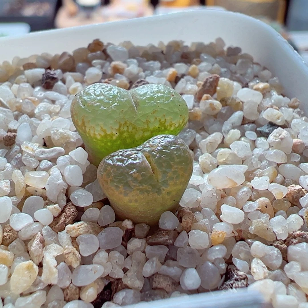 1211-460多肉多日sb631肯