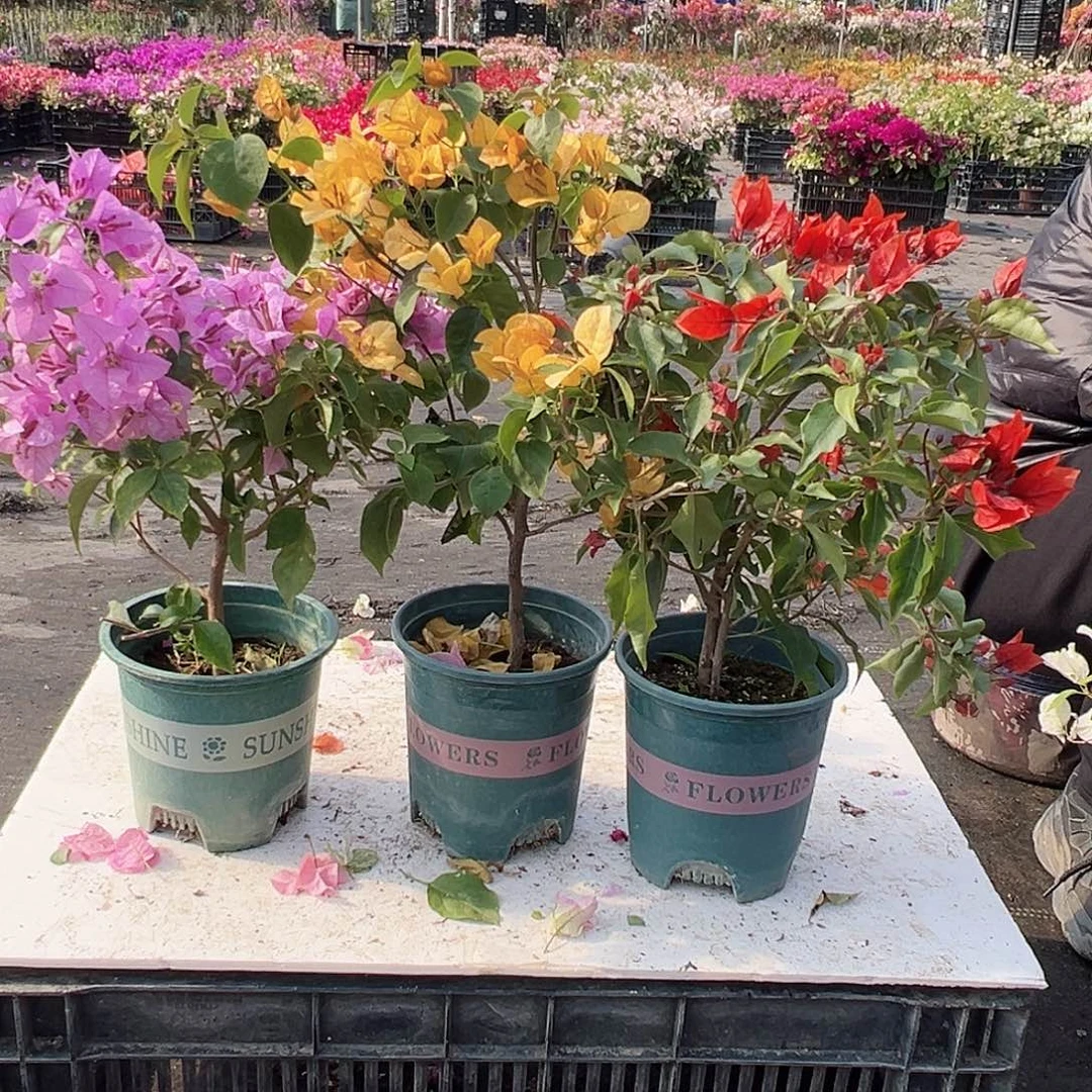 大部分花苞少量开放巴西紫，金色光辉，红桑巴组合