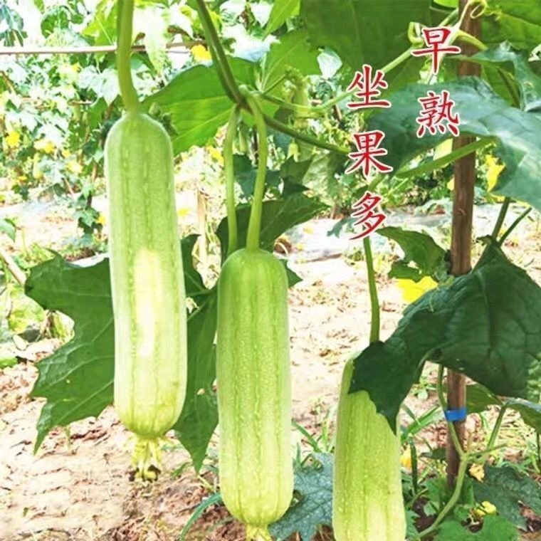 【满5包包邮】满5包发货【3种丝瓜可选】菠菜菱角丝瓜牛奶白玉丝