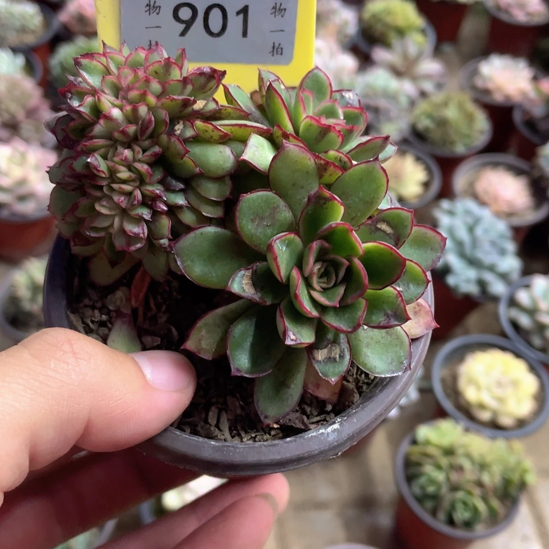 平***901号多肉植物盆栽