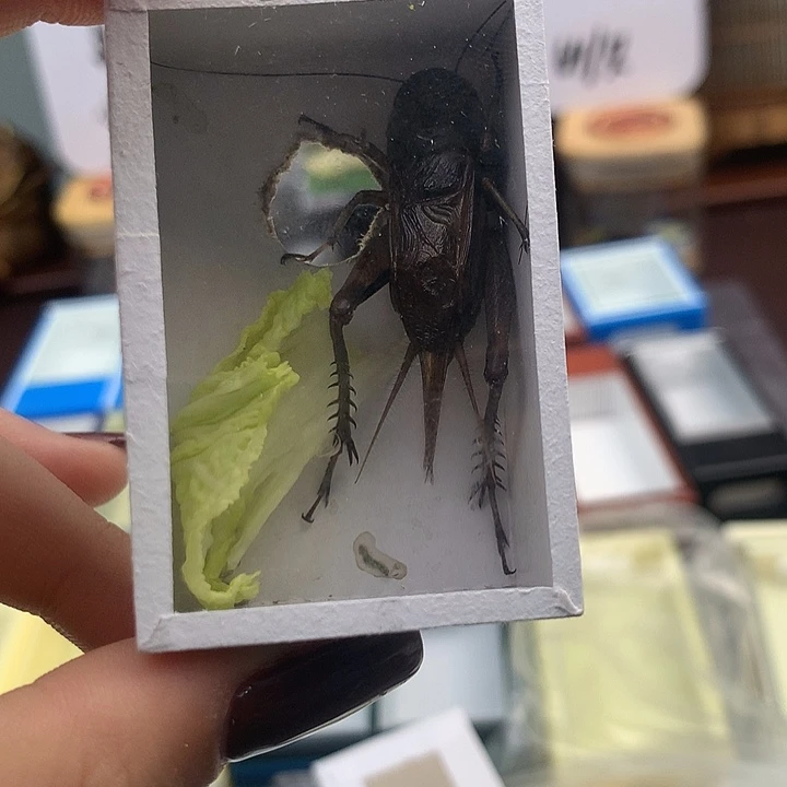 精品油葫芦一只。