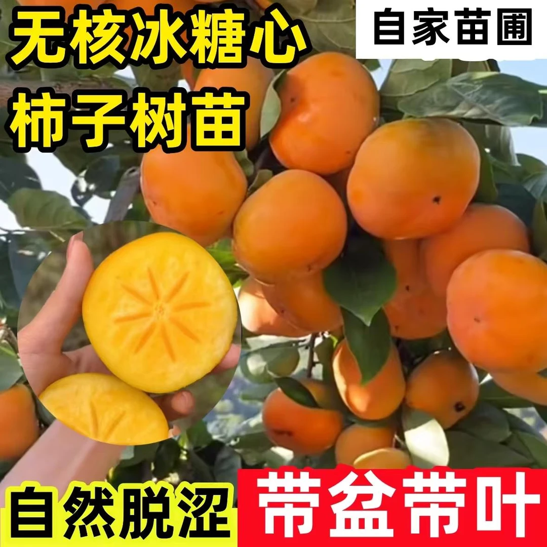 【原盆原土带叶发货】特大早熟脆甜柿子树苗南方北方种植当年结果