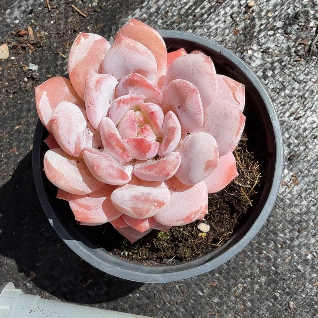 玉芙蓉多肉植物精品