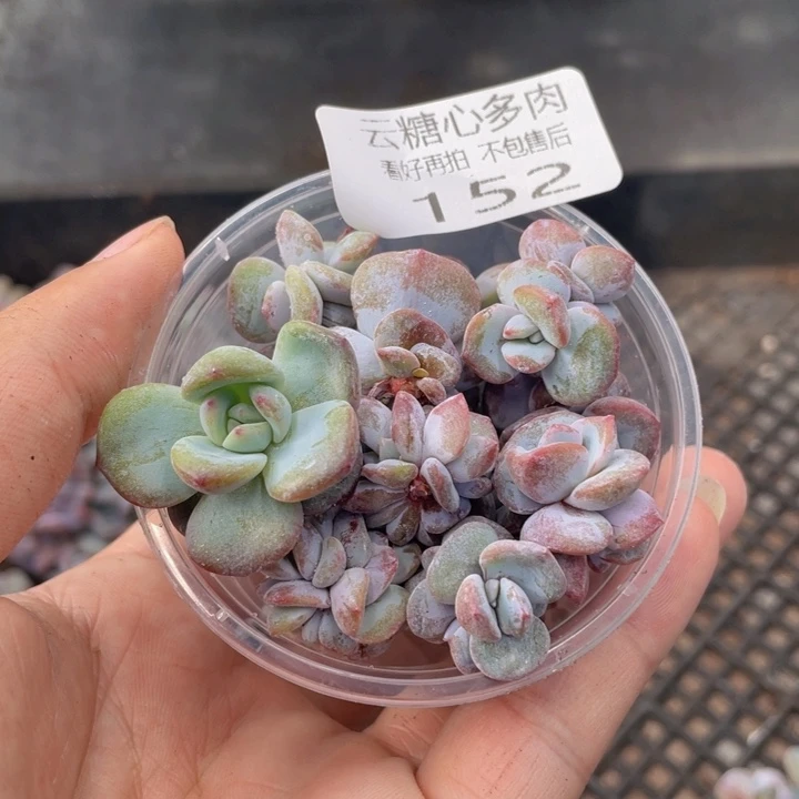 云糖心多肉植物152