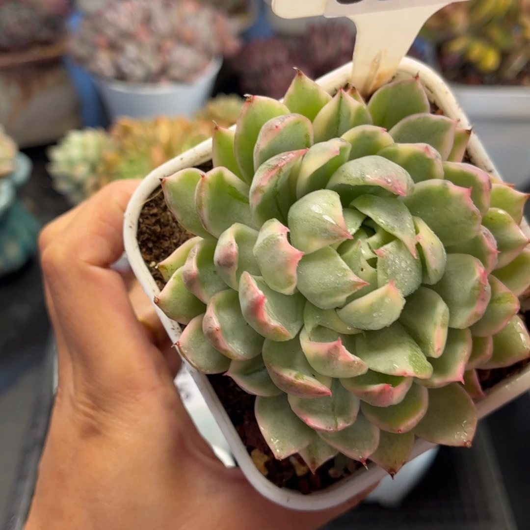 0976 天冷必拍保温箱