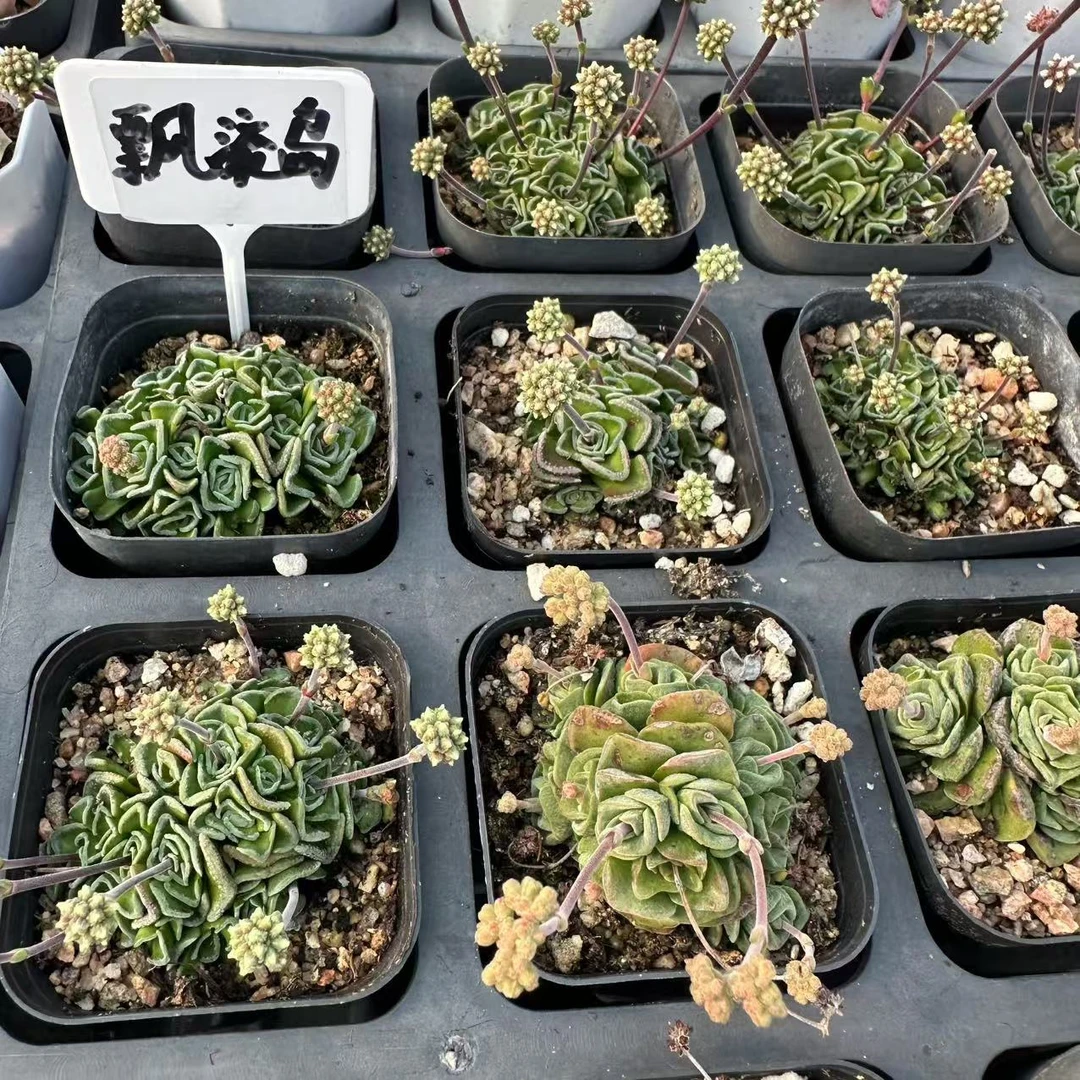 漂流岛多肉植物 脱土