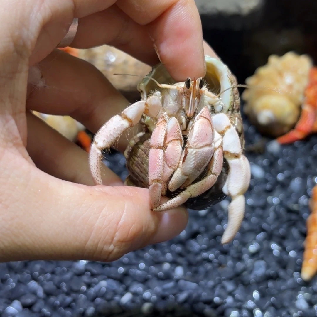 03 樱花粉白 外彩 2.4口