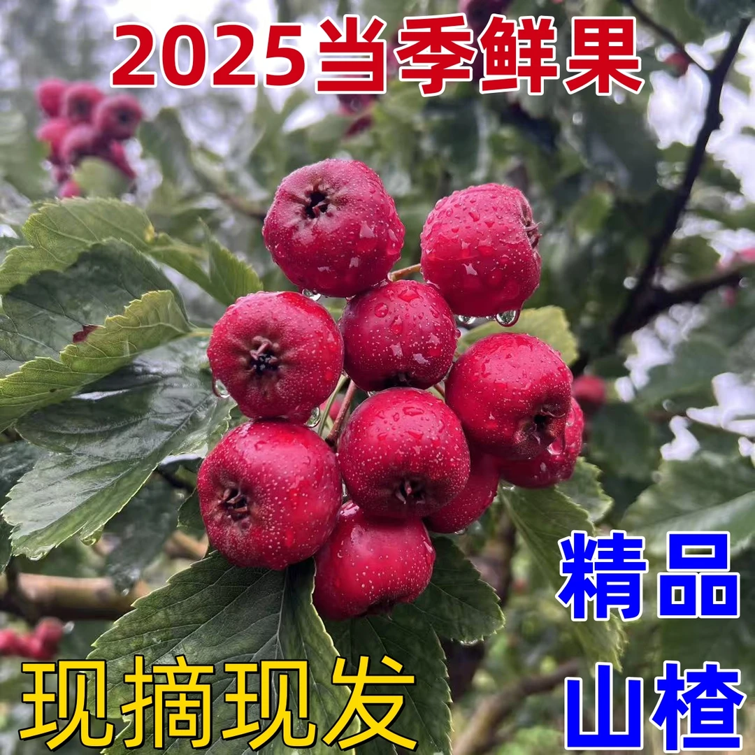 【当季山楂】新鲜七月红 大棉球 山楂山西产地直发新鲜山楂现摘现发