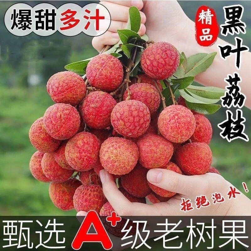 【十年老树黑叶】WBY福建老树黑叶荔枝新鲜现摘当季孕妇水果整箱5斤装荔枝同城送福建省