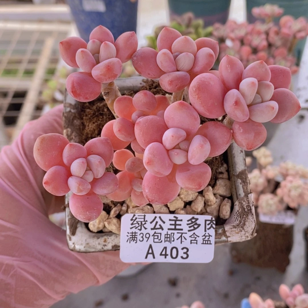 ?***s樱花洛神7cm403多肉植物