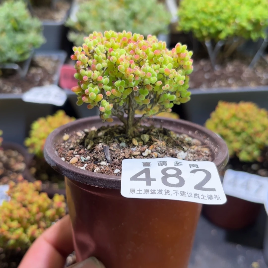 枝干番杏密橘糖球482