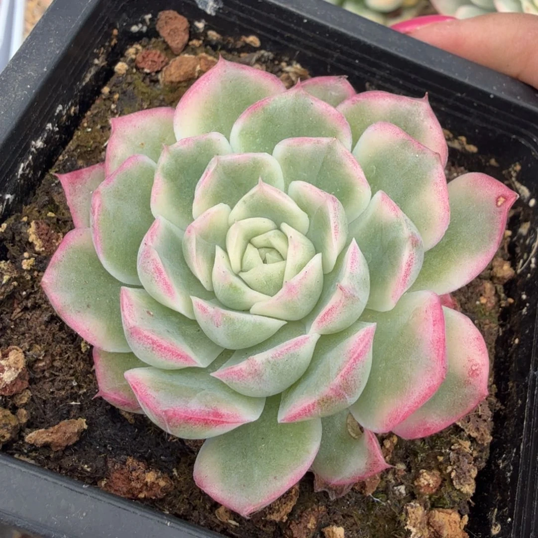 麦秆锦腹轮锦已久的锦腹轮锦