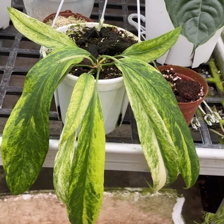 不开花植物极品维塔锦