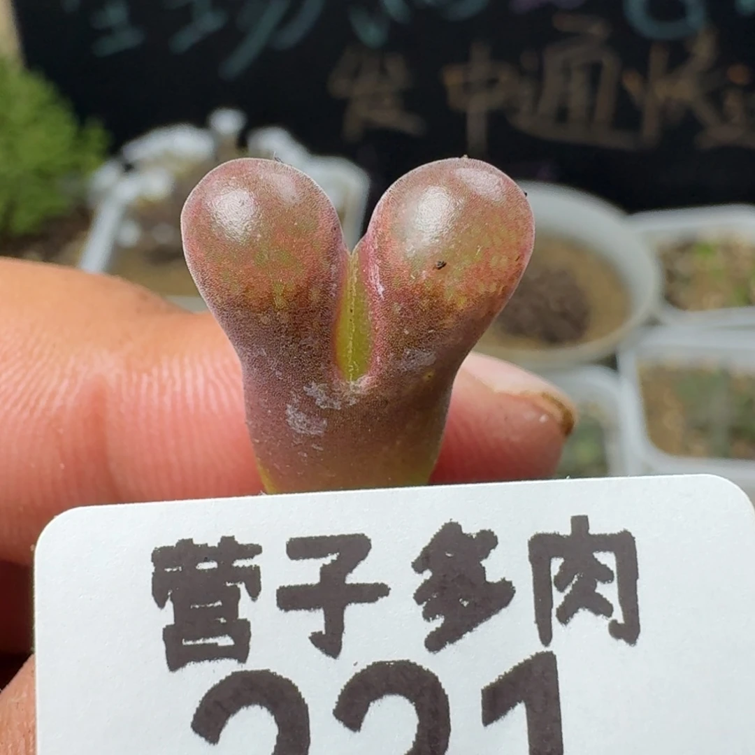 脱土红风铃。