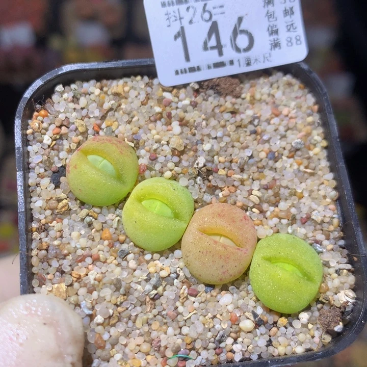 精品生石花26.146