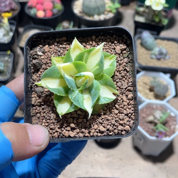 753黄中斑龙舌兰