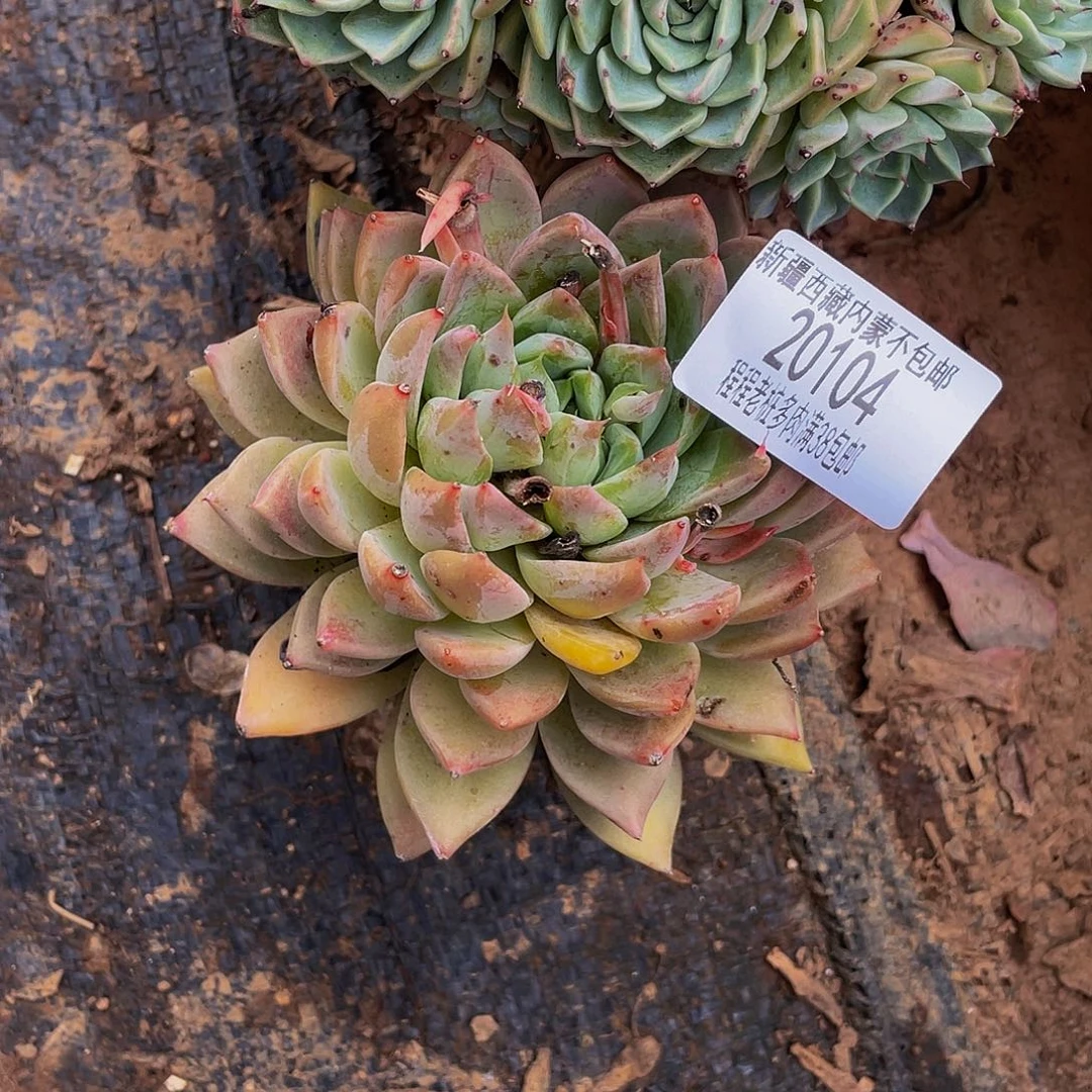 九**柏单头20104duorouduorou