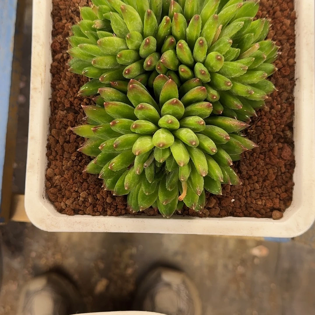 美人多肉植物 00000