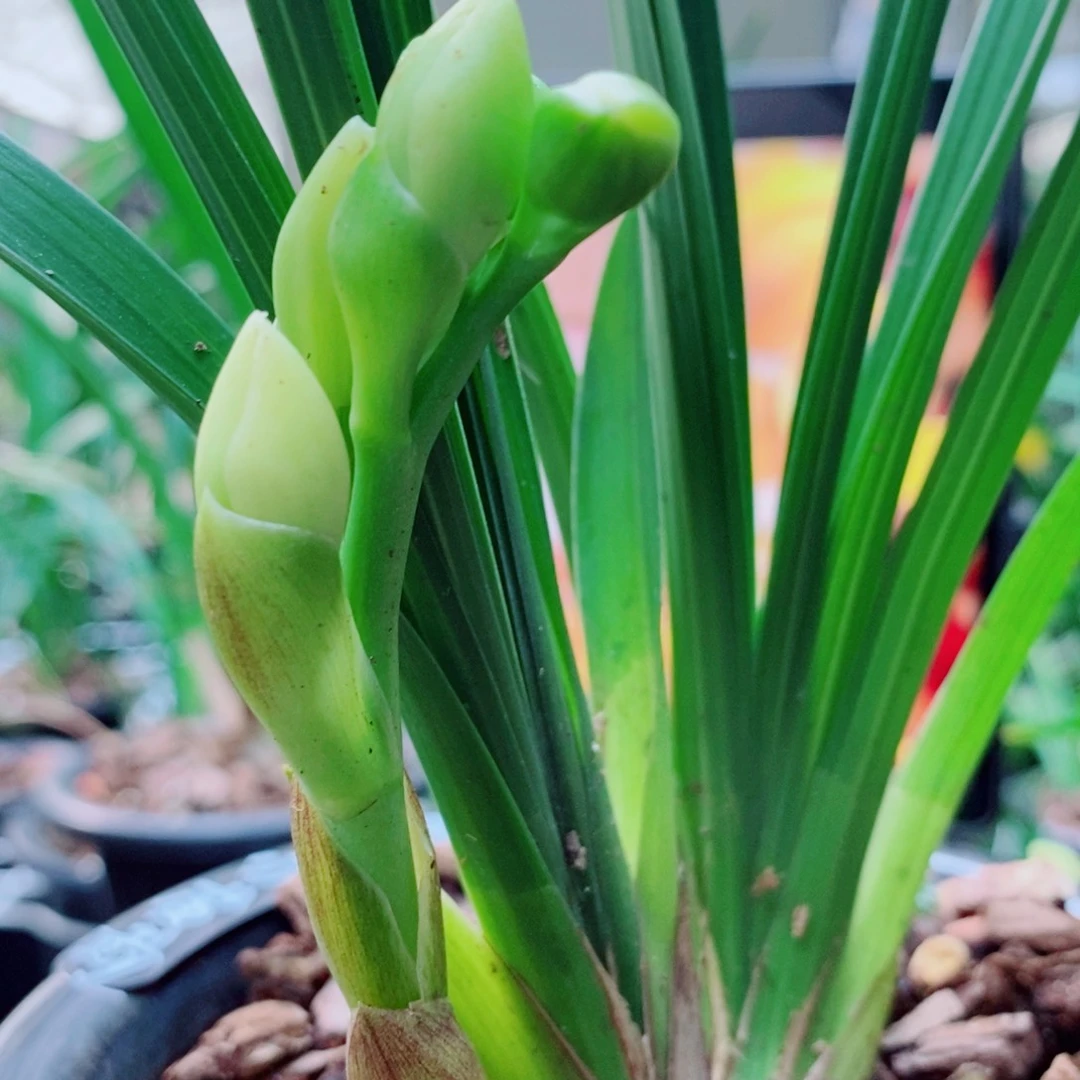 大部分花苞少量开放