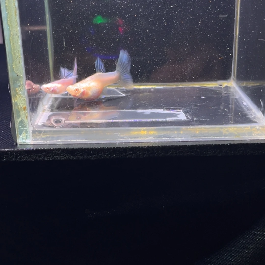 孔雀鱼粉墨水彩孔雀鱼14