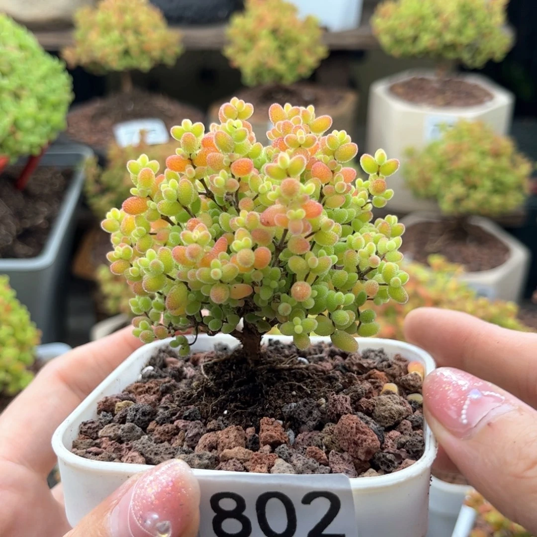 无花朵802蜜桔可爱多肉