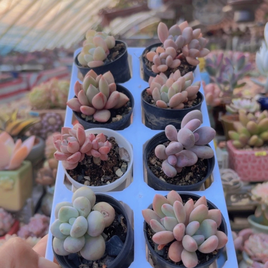 框拍一物一拍编号391