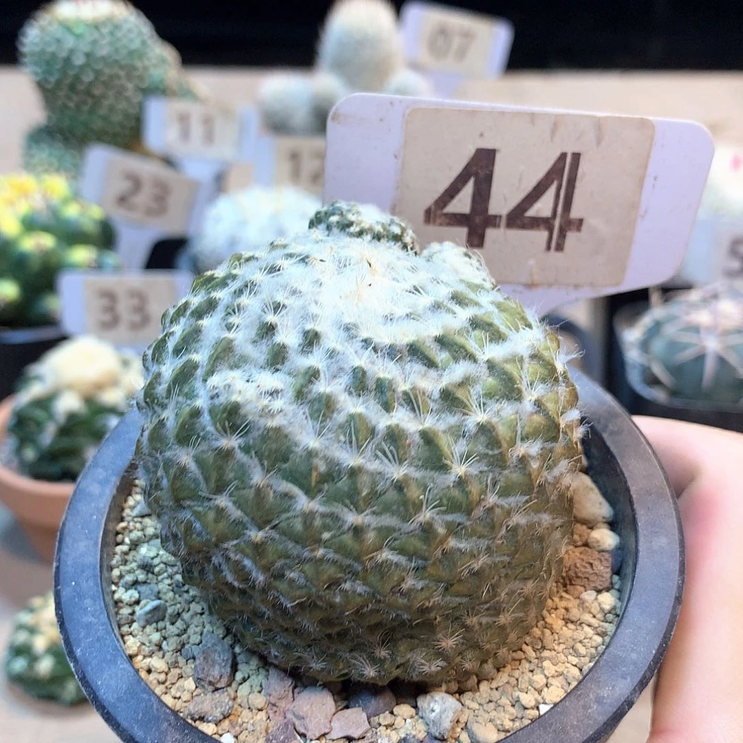 银牡丹虚根