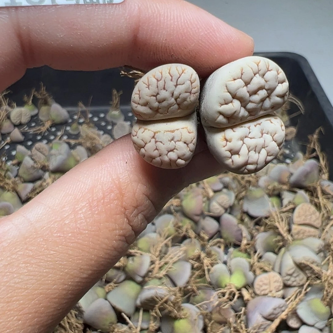 【闪购商品】-*7729……