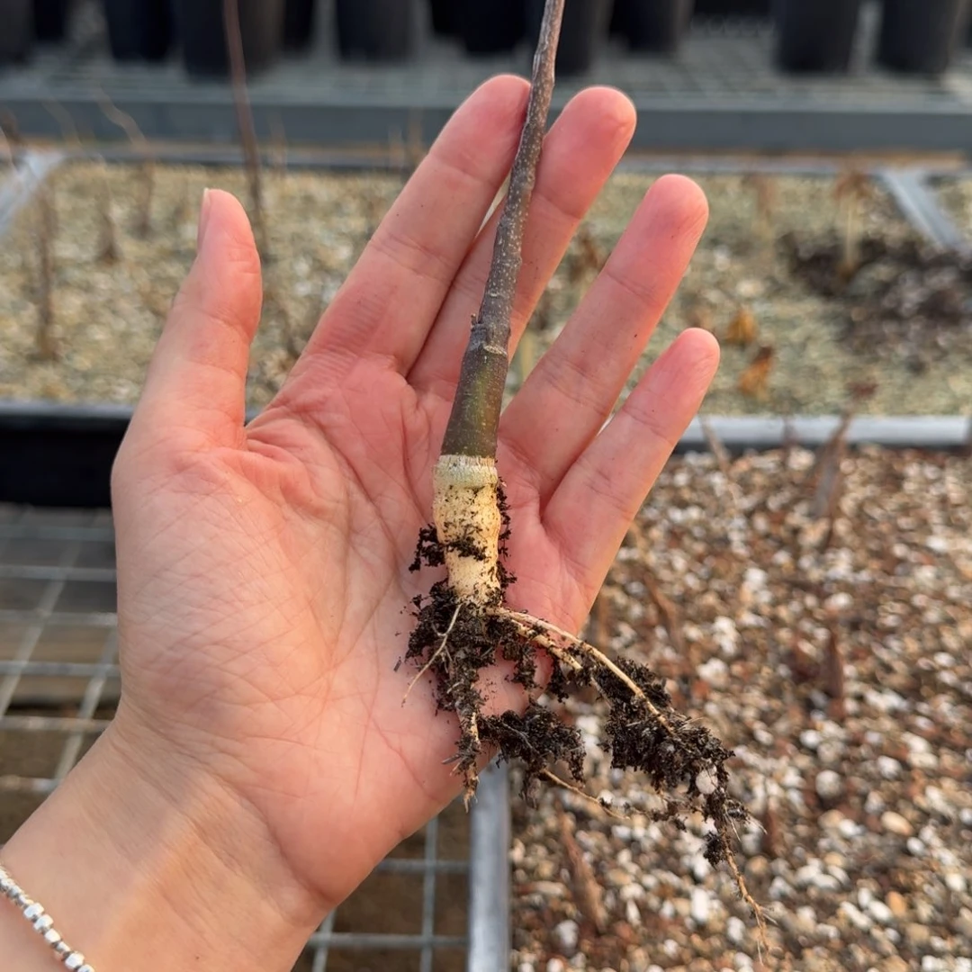 马岛西番莲一物一拍多肉