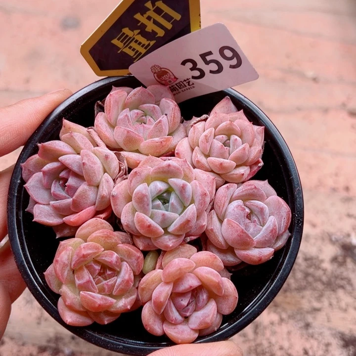 多肉植物多肉植物