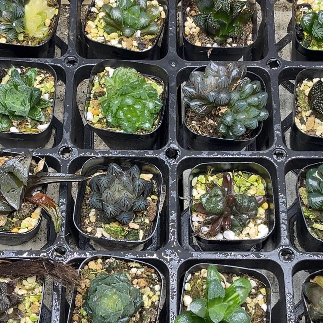 41 脱土包邮8颗福利