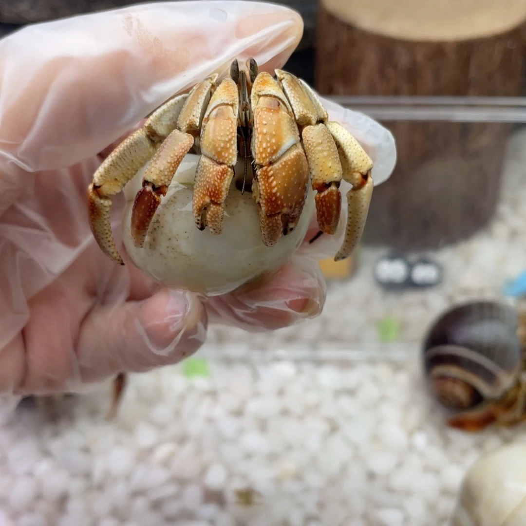 2.5粉底液瓜瓜瓜9