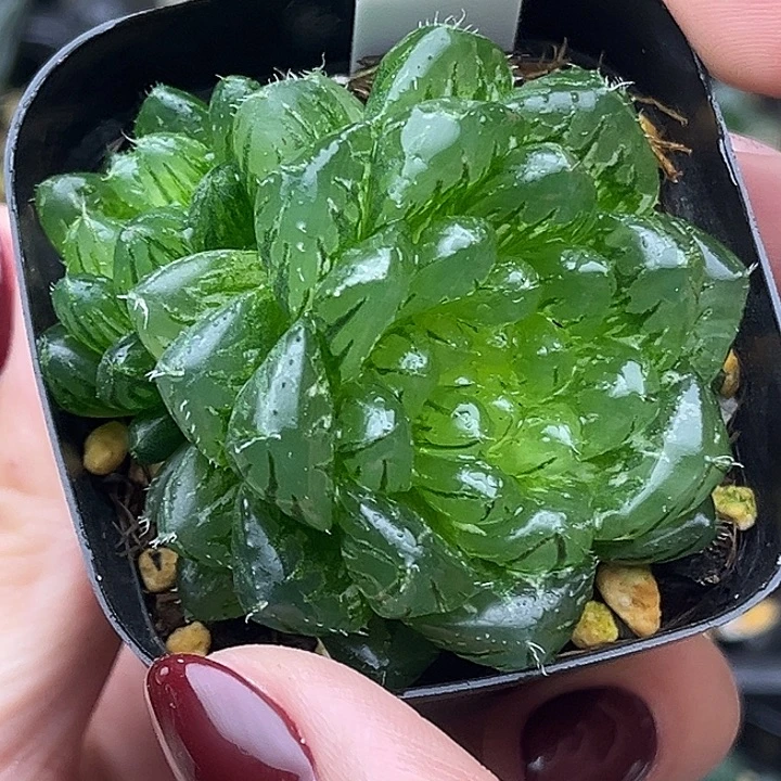 164翠云锦发发发发发发