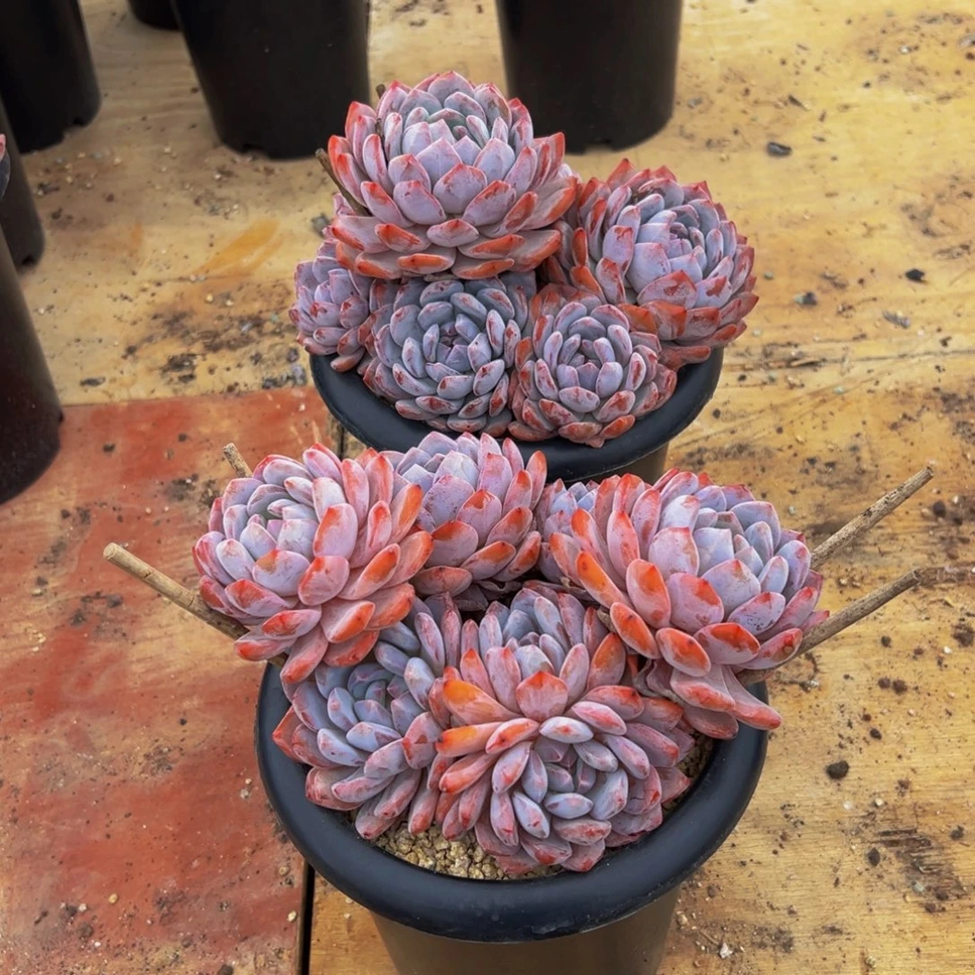 遇见多肉园艺晨熙星影2颗