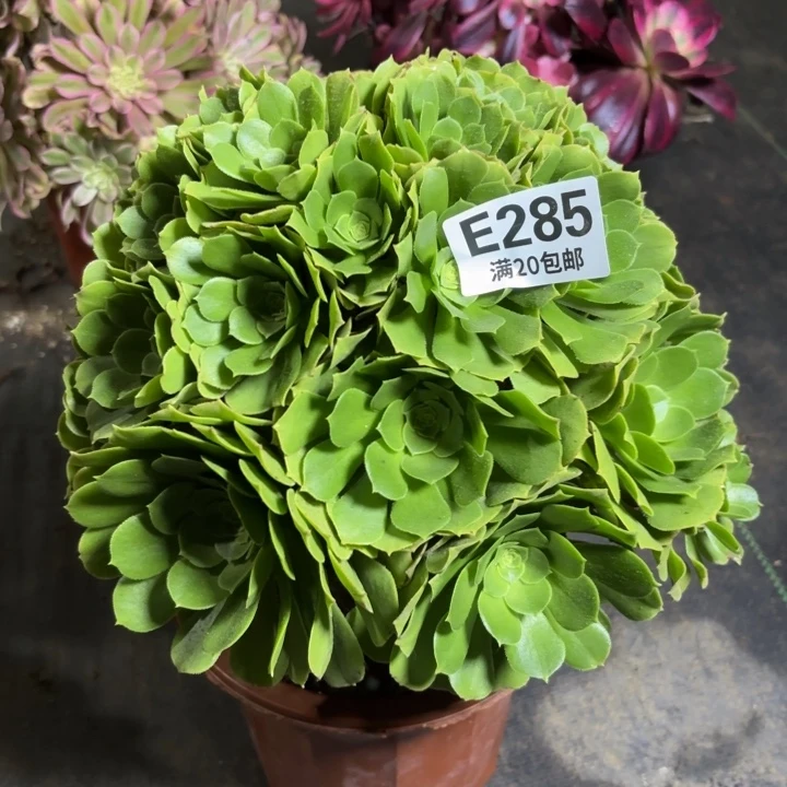 瑞妈一物一拍285