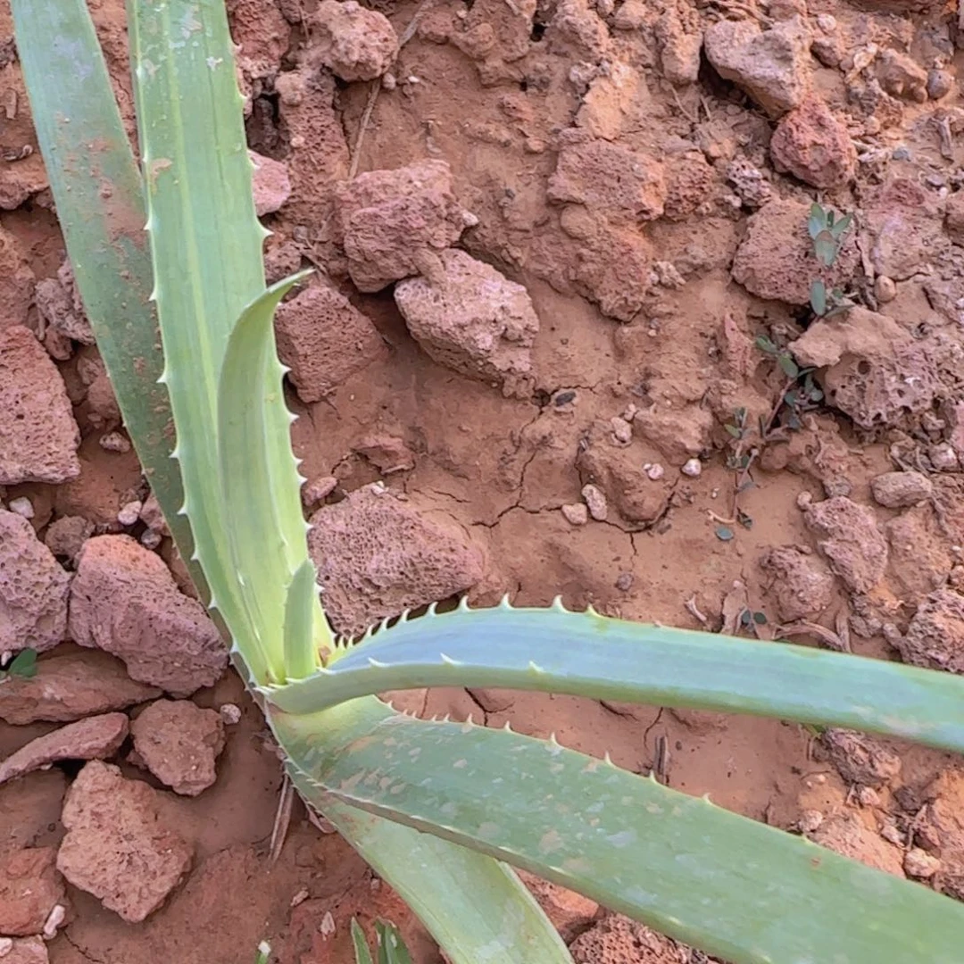 刘*力块根植物块根植物
