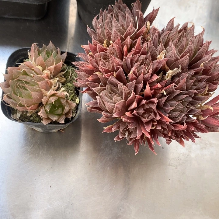 老*原始种+无毛黑熊黛安娜一物一拍