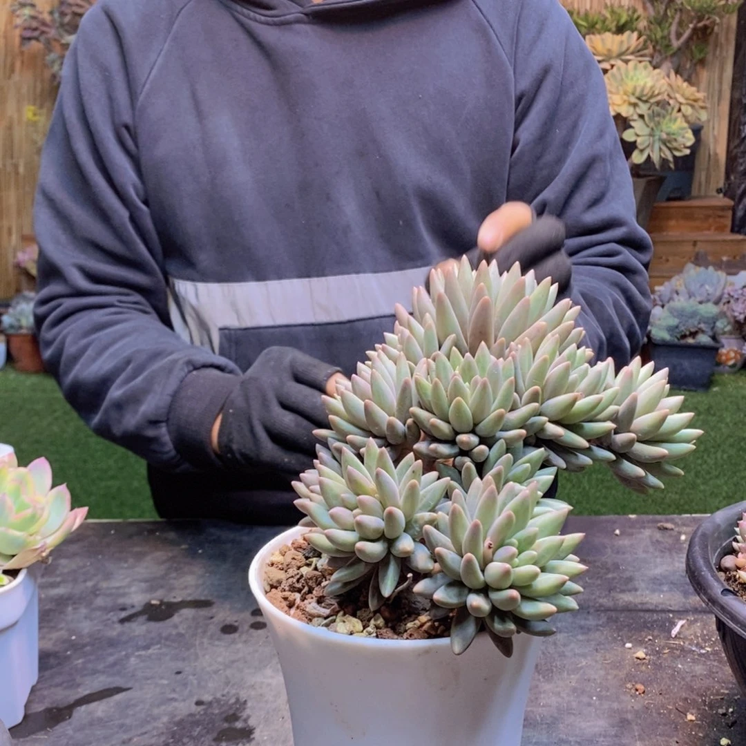 一**的C50号红蜻蜓多肉