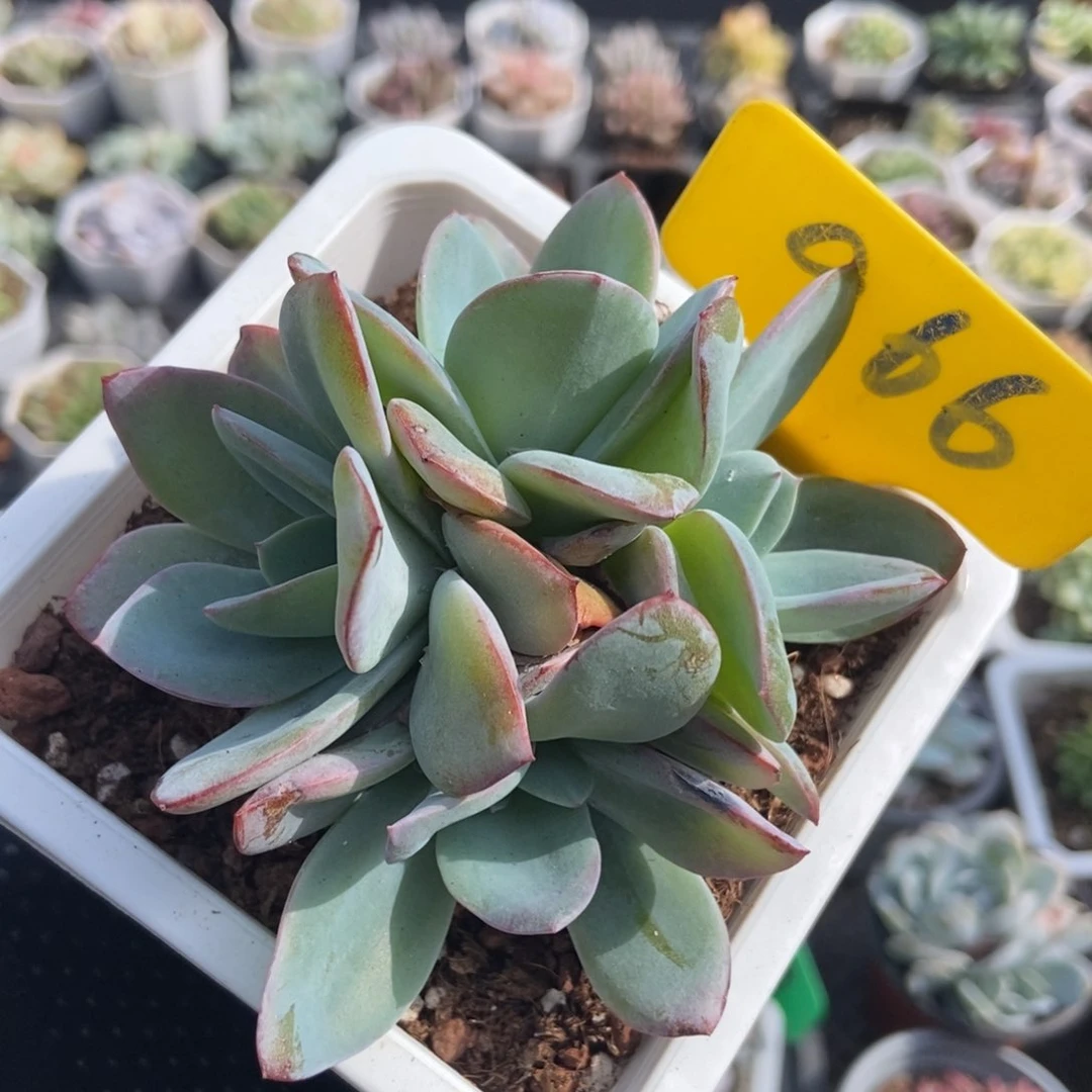 966布鲁蓝多肉植物保护