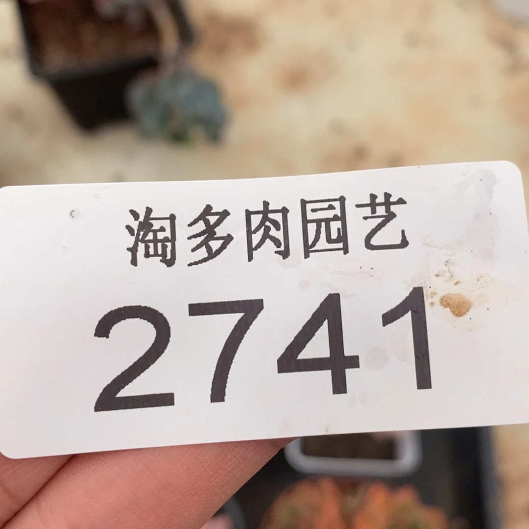 111111多肉植物2741