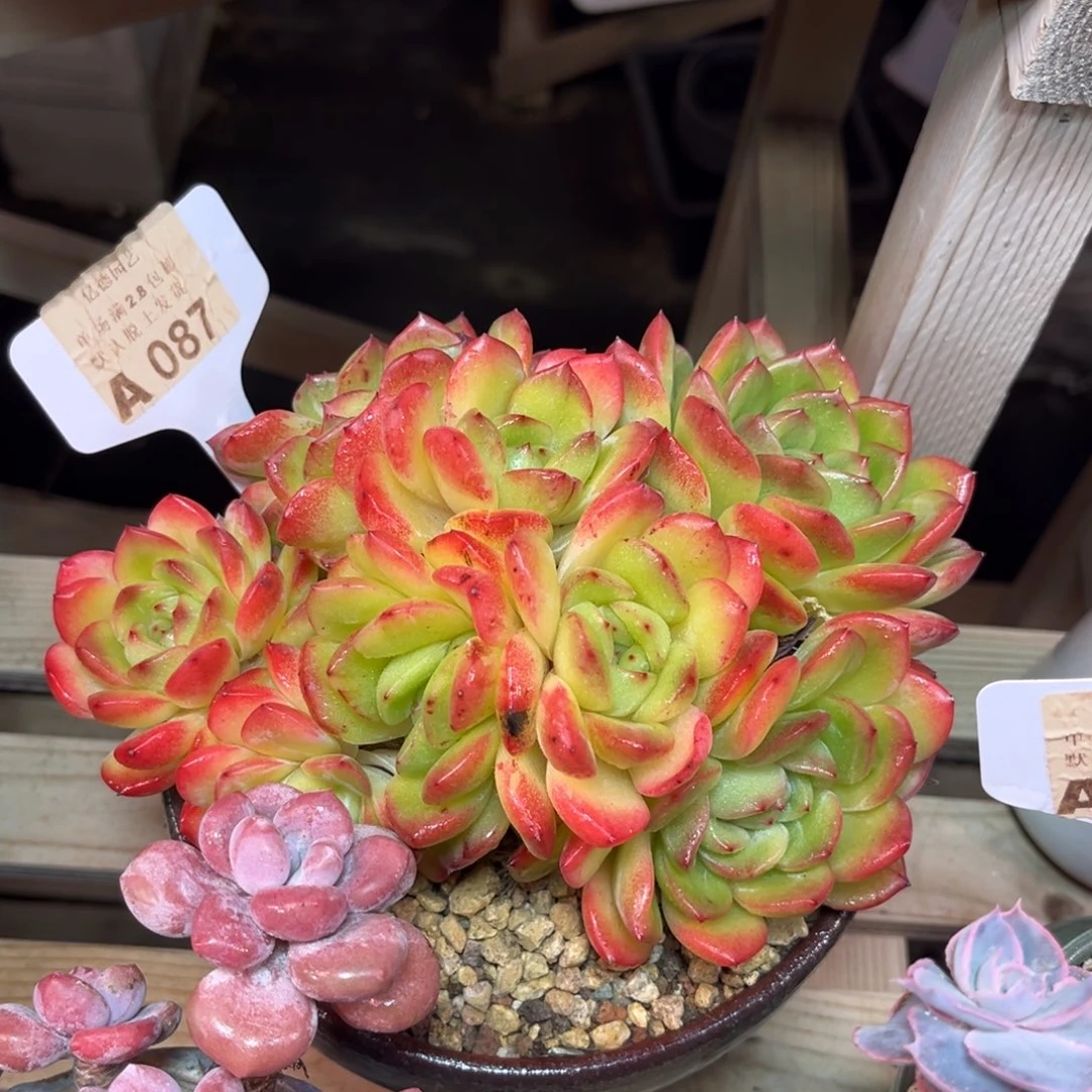 087多肉植物duinvnvn