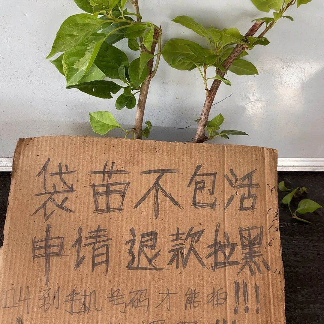 博***5无花朵袋苗盲盒两颗