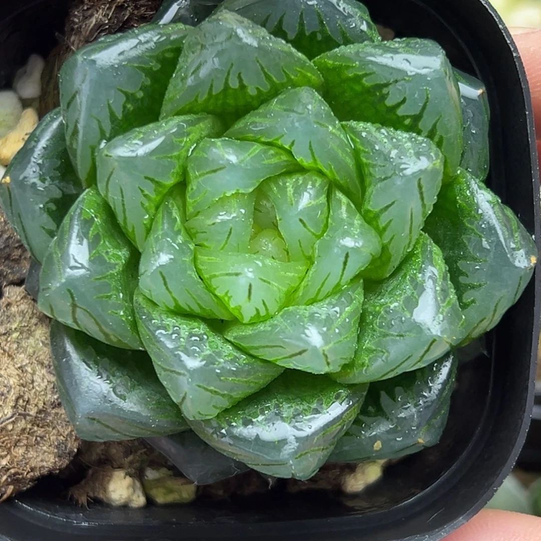 116巨大化龙鳞玉露一物一拍