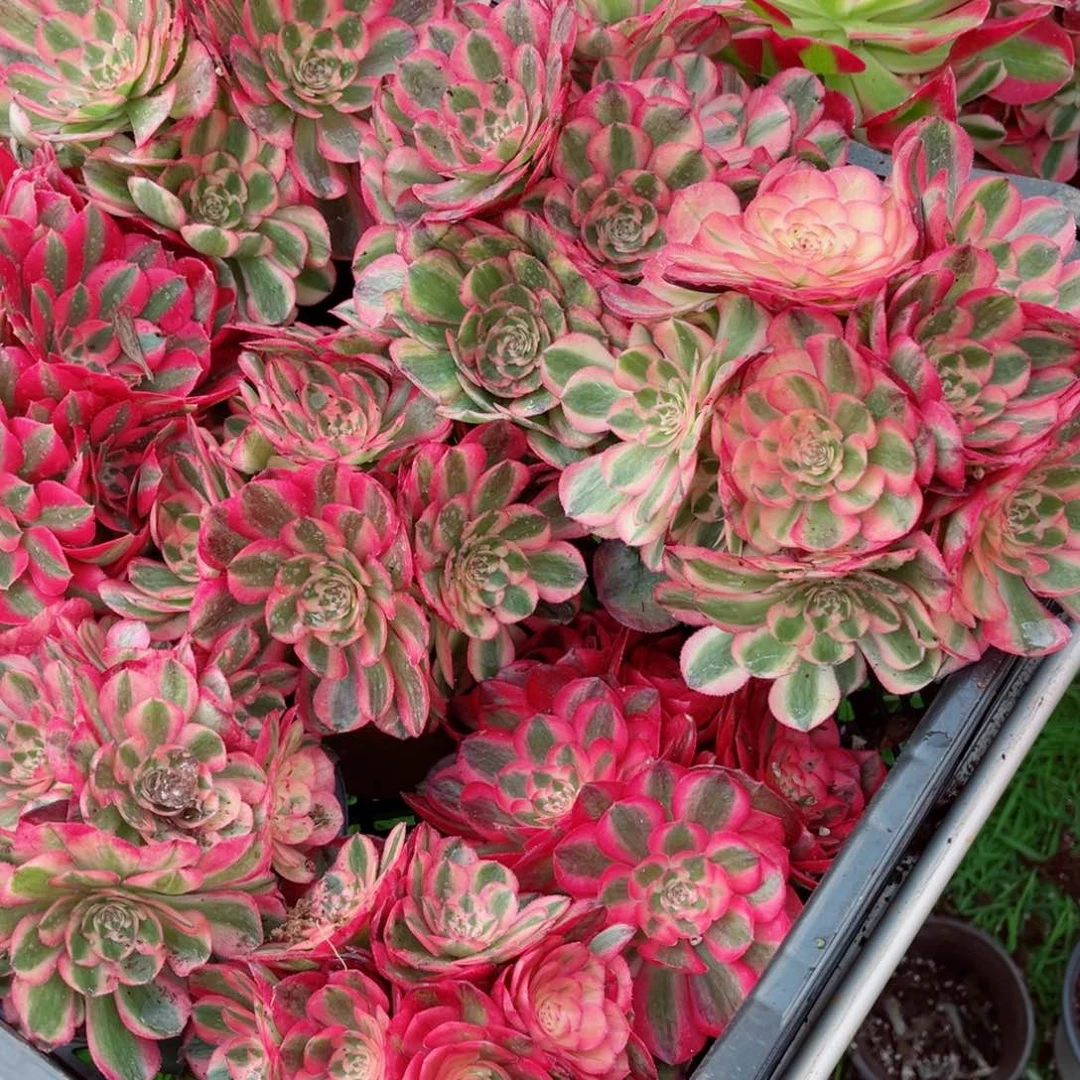 荔枝小号量拍多肉